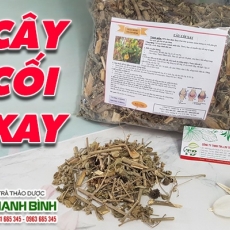 Mua bán cây cối xay ở quận Bình Tân hỗ trợ điều trĩ bệnh trị hiệu quả