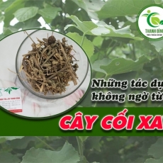Mua bán cây cối xay tại TP.HCM uy tín chất lượng tốt nhất