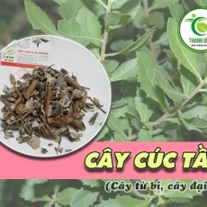 Mua bán cây cúc tần ở quận Thủ Đức có tác dụng trị gai cột sống an toàn hiệu quả nhất