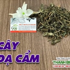 Mua bán cây dạ cẩm ở huyện Nhà Bè giúp chữa loét miệng tốt nhất
