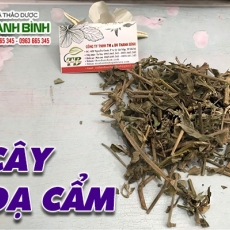 Mua bán cây dạ cẩm tại TP.HCM uy tín chất lượng tốt nhất