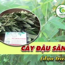Mua bán cây đậu săng ở quận Gò Vấp giúp giảm đau răng hiệu quả tốt nhất