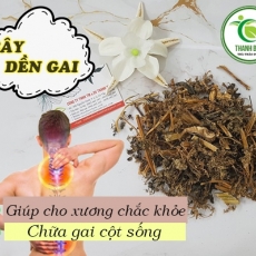 Mua bán cây dền gai ở huyện Hóc Môn giúp thanh nhiệt hiệu quả nhất