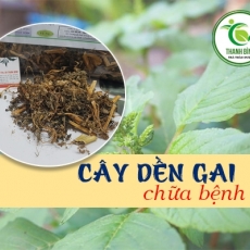 Mua bán cây dền gai ở quận Tân Bình giúp chữa trị bỏng nhẹ tốt nhất
