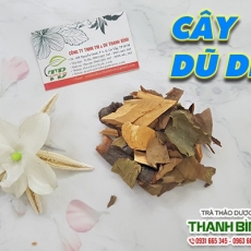 Mua bán cây dũ dẻ ở huyện Củ Chi hỗ trợ chữa mẩn ngứa an toàn hiệu quả nhất