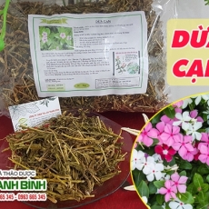 Mua bán cây dừa cạn tại quận 1 có tác dụng điều trị ung thư an toàn nhất