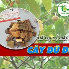 Mua bán cây dũ dẻ tại TP.HCM uy tín chất lượng tốt nhất