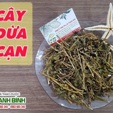 Mua bán cây dừa cạn tại TP.HCM uy tín chất lượng tốt nhất