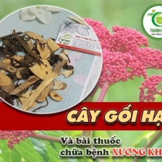 Mua bán cây gối hạc ở huyện Bình Chánh giúp chữa rong kinh ở phụ nữ uy tín nhất