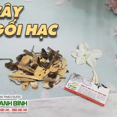 Mua bán cây gối hạc tại TP.HCM uy tín chất lượng tốt nhất