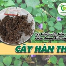 Mua bán cây hàn the ở huyện Bình Chánh giúp ngăn ngừa chứng lậu ra máu uy tín nhất