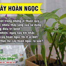 Mua bán cây hoàn ngọc tại quận 10 có tác dụng chữa trị tiểu buốt hiệu quả tốt nhất