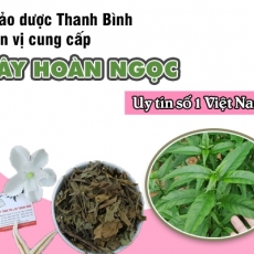 Mua bán cây hoàn ngọc tại TP.HCM uy tín chất lượng tốt nhất
