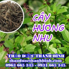 Mua bán cây hương nhu tại Đồng Nai giúp điều trị tiêu chảy viêm đường hô hấp hiệu quả