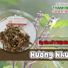 Mua bán cây hương nhu tại TP.HCM uy tín chất lượng tốt nhất