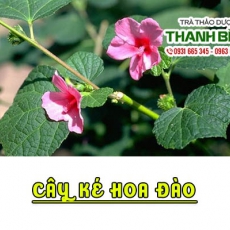 Mua bán cây ké hoa đào tại quận 10 có khả năng điều trị viêm thận