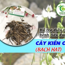 Mua bán cây kiến cò ở quận Bình Tân rất tốt cho người bị tiểu đường