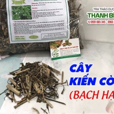Mua bán cây kiến cò tại quận 4 giúp điều trị thoái hóa cột sống uy tín nhất