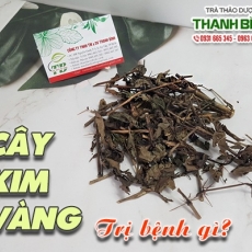 Mua bán cây kim vàng ở huyện Nhà Bè giúp chữa ho kéo dài tốt nhất