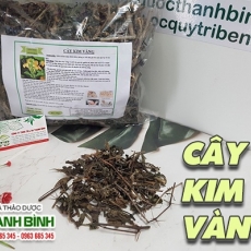 Mua bán cây kim vàng tại TP.HCM uy tín chất lượng tốt nhất