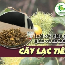 Mua bán cây lạc tiên tại quận 1 có tác dụng điều trị ho an toàn nhất