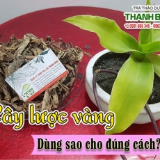 Mua bán cây lược vàng tại quận 2 có tác dụng giúp trị viêm họng hiệu quả tốt nhất