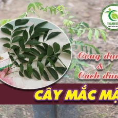Mua bán cây mắc mật ở huyện Cần Giờ có tác dụng tốt cho hệ tiêu hóa hiệu quả nhất