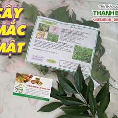 Mua bán cây mắc mật tại TP.HCM uy tín chất lượng tốt nhất
