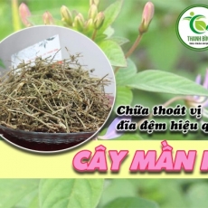 Mua bán cây mần ri ở quận Bình Thạnh có tác dụng trị đau nhức đầu hiệu quả nhất