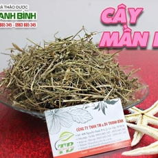Mua bán cây mần ri tại TP.HCM uy tín chất lượng tốt nhất