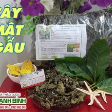 Mua bán cây mật gấu tại TP.HCM uy tín chất lượng tốt nhất