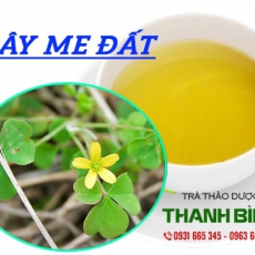 Mua bán cây me đất ở quận Tân Bình điều trị cao huyết áp suy nhược thần kinh
