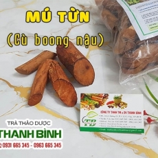 Mua bán cây mú từn tại huyện Phú Xuyên có khả năng làm lành vết thương hiệu quả