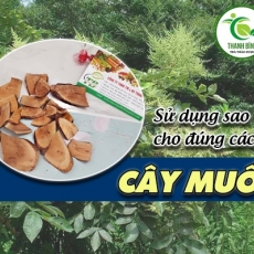 Mua bán cây muối ở huyện Hóc Môn giúp làm thuốc chữa sốt rét hiệu quả nhất