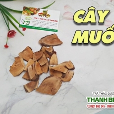 Mua bán cây muối tại TP.HCM uy tín chất lượng tốt nhất