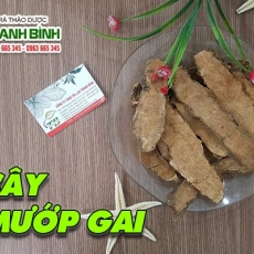 Mua bán cây mướp gai (móp gai) tại TP.HCM uy tín chất lượng tốt nhất