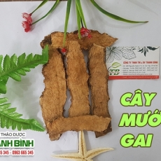 Mua bán cây mướp gai tại quận 1 có tác dụng điều trị viêm gan an toàn nhất