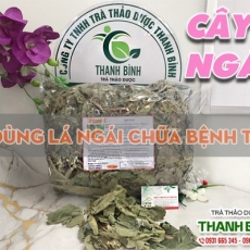 Mua bán cây ngái (cây ngái sung dại) tại TP.HCM uy tín chất lượng tốt nhất