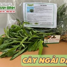 Mua bán cây ngải dại tại quận 4 hỗ trợ điều trị ung thư hiệu quả nhất
