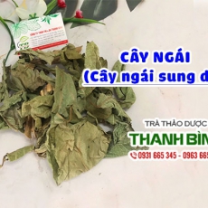 Mua bán cây ngái tại quận 8 có tác dụng điều trị bệnh trĩ hiệu quả