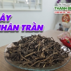 Mua bán cây nhân trần tại quận 1 có tác dụng điều trị vàng da an toàn nhất