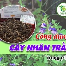 Mua bán cây nhân trần tại quận 4 giúp điều trị mắt sưng đỏ đau uy tín nhất