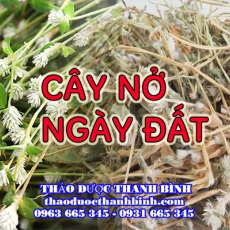 Mua bán cây nở ngày đất tại Cà Mau giúp điều trị bệnh gout tiểu đường hiệu quả