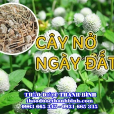 Mua bán cây nở ngày đất tại Cà Mau uy tín chất lượng nhất
