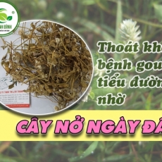Mua bán cây nở ngày đất tại quận 6 có tác dụng giúp lợi gân cốt hiệu quả tốt nhất
