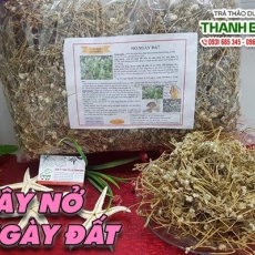 Mua bán cây nở ngày đất tại TP.HCM uy tín chất lượng tốt nhất