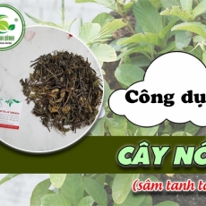 Mua bán cây nổ ở huyện Hóc Môn giúp bồi bổ cơ thể hiệu quả nhất