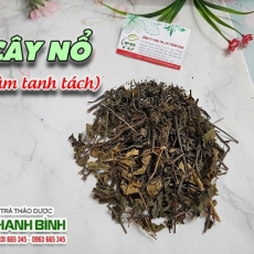 Mua bán cây nổ tại TP.HCM uy tín chất lượng tốt nhất