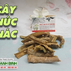 Mua bán cây núc nác ở quận Gò Vấp hỗ trợ điều trị mụn nhọt dị ứng mẩn ngứa