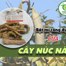 Mua bán cây núc nác ở quận Thủ Đức có tác dụng trị viêm gan, vàng da an toàn hiệu quả nhất